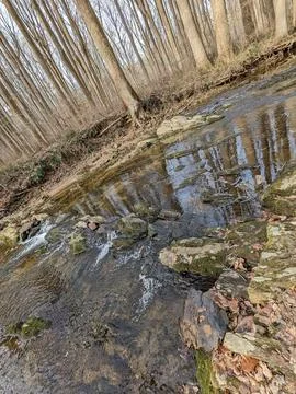 Tranquil Forest Stream in Early Winter with Bare Trees and Fallen Leaves. Stock Photos