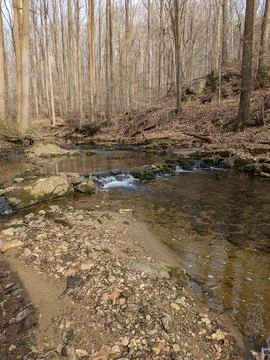 Tranquil Forest Stream in Early Winter with Bare Trees and Fallen Leaves. Stock Photos