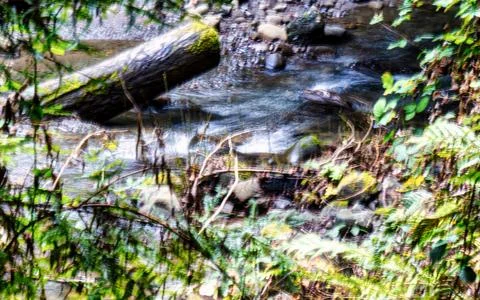 Tranquil forest stream with fallen log and vibrant green foliage Stock Photos
