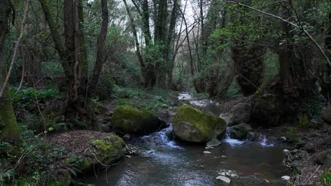 Tranquil Forest Stream Flowing Gently Through Mossy Rocks Under Soft Evening Video stock 281272786