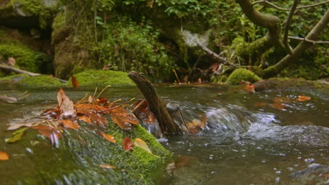 Tranquil forest stream flowing over mossy rocks Stock Footage 258934734