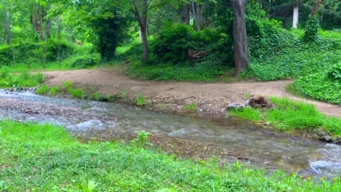 Tranquil Forest Stream Flowing Through Lush Green Trees and Nature Path Stock Footage 310210637