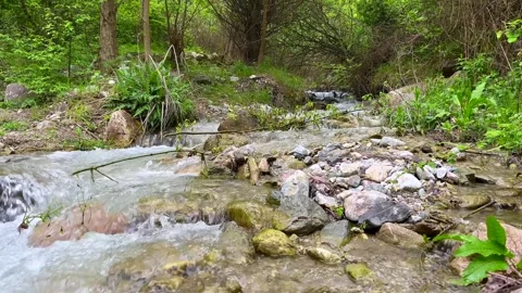 Tranquil forest stream flowing through rocks and lush green vegetation Stock Footage 310247483