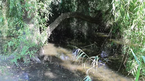 Tranquil Forest Stream Flowing Through Lush Woodland Stock Footage 312075454