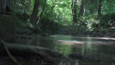 Tranquil forest stream flowing through lush greenery Stock Footage 337036131