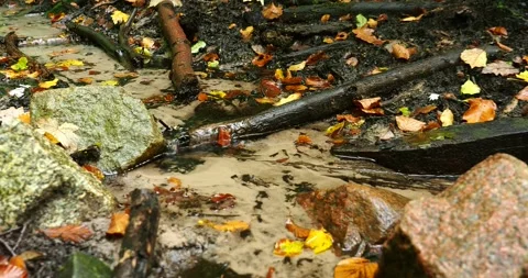 Tranquil Forest Stream Flowing Through Autumn Woods in October Stock Footage 340574896
