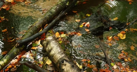 Tranquil Forest Stream Flowing Through Autumn Woods in October Stock Footage 340576162