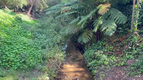 Tranquil Forest Stream Flowing Through Lush Fern Gully in Green Woodland Stock Footage 345686651