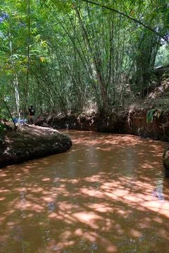 Tranquil Forest Stream Flowing Through Lush Green Jungle Land Stock Photos
