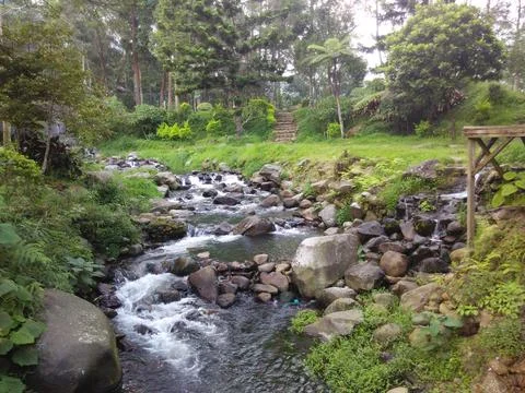 Tranquil Forest Stream Flowing Through Lush Greenery Stock Photos