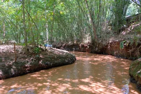 Tranquil Forest Stream Flows Through Greenery and Plants to Serene Pond Stock Photos