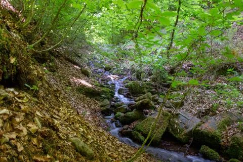 A tranquil forest stream flows through a lush, vibrant green landscape Stock Photos