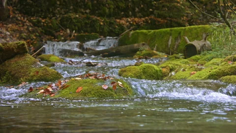 Tranquil forest stream Stock Footage 259057501