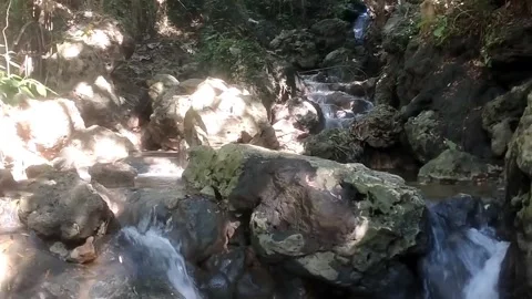 Tranquil Forest Stream 库存影片 332601205