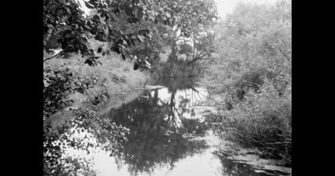 Tranquil Forest Stream in Monochrome: Dense Summer Foliage Stock Footage 323262421