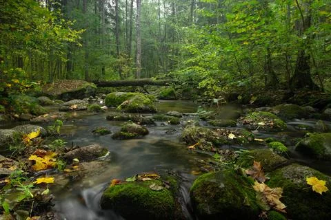 Tranquil Forest Stream with Mossy Rocks and Scattered Autumn Leaves Stock-Fotos