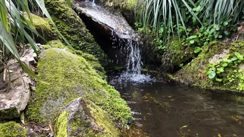 Tranquil Forest Stream Oasis Stock Footage 305273891