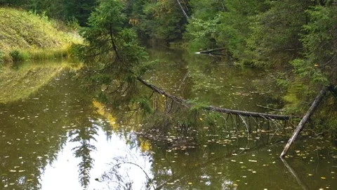 Tranquil forest stream or river in the Southern Urals region of Russia on a calm Stock Footage 325454171