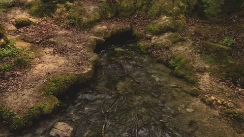 Tranquil Forest Stream Over Moss-Covered Rocks Stock Footage 314391250