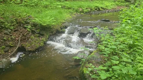 Tranquil Forest Stream Peaceful Nature Scene Stock Footage 312451504