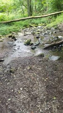 Tranquil Forest Stream Stock Photos