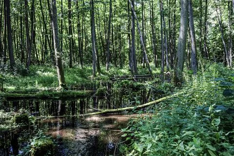Tranquil forest stream reflecting dense green trees and lush undergrowth on.. Stock Photos