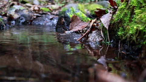 Tranquil forest stream reflecting nature's harmony amidst fallen leaves 스톡 동영상 295332066