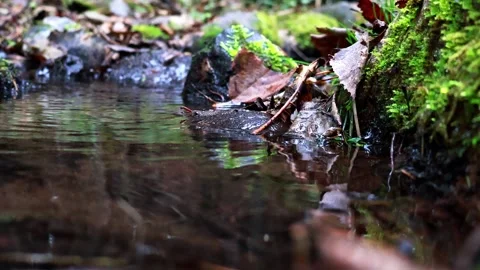 Tranquil forest stream reflecting nature's harmony amidst fallen leaves Vídeos de archivo 295332296