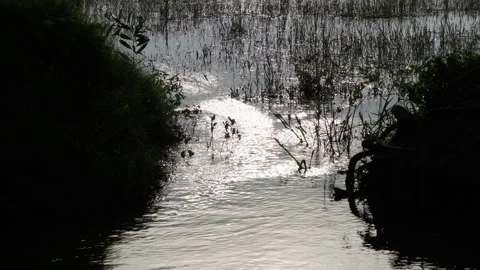 Tranquil Forest Stream with Reflections Stock-Footage 312778762