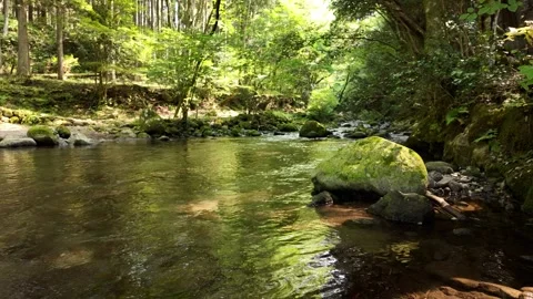 Tranquil Forest Stream with Reflective Pool, Izu, Japan (4K) Stock Footage 341364844