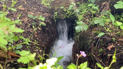Tranquil forest stream with relaxing bubbling water sound 🌿💦 Stock Footage 310916714