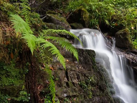 Tranquil forest stream with small waterfall - A serene, long exposure shot .. Stock Photos