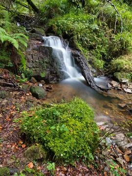 Tranquil forest stream with small waterfall - A serene, long exposure shot .. Foto stock