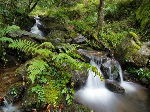 Tranquil forest stream with small waterfall - A serene, long exposure shot .. 스톡 사진