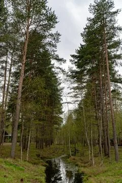 Tranquil Forest Stream in Spring Stock Photos