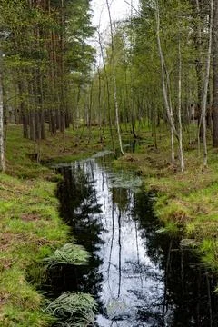 Tranquil Forest Stream in Spring Stock Photos
