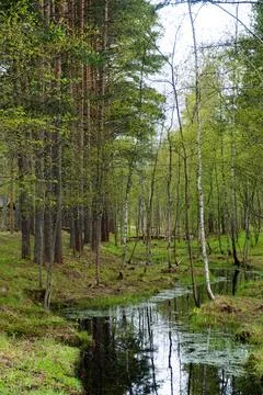 Tranquil Forest Stream in Spring Stock Photos