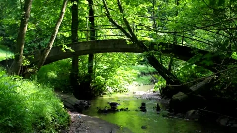 Tranquil Forest Stream with Stone Bridge Under Lush Green Canopy Video stock 327193233