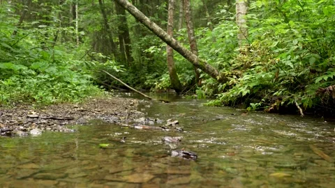 Tranquil Forest Stream Through Lush Greenery 스톡 동영상 314005977