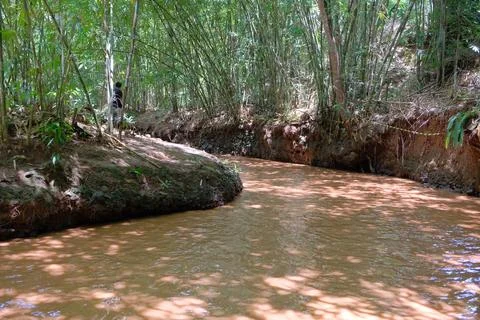 Tranquil forest stream with trees and plants in natural growth. 写真素材
