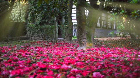 Tranquil forest with sun rays transpierce the trees Stock Footage 62559505