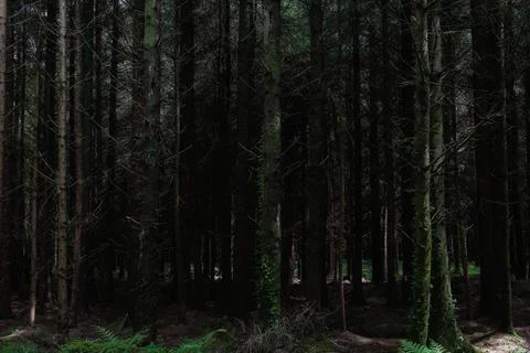 A tranquil forest of towering trees creates a peaceful atmosphere. Sunlight Stock Photos