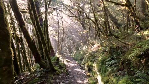 Tranquil Forest Trail with Dappled Sunlight on Routeburn Track, Fiordland N.. Stock Footage 295248675
