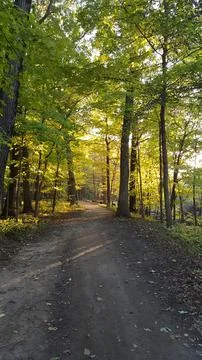 Tranquil Forest Trail at Dawn Stock Photos