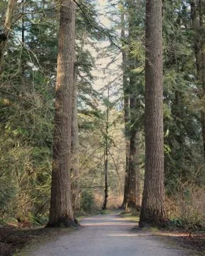 Tranquil forest trail Stock Photos