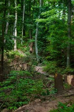 Tranquil Forest Trail Winding Through Dense Green Woods Stock Photos