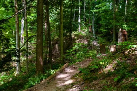 Tranquil Forest Trail Winding Through Dense Green Woods Stock Photos