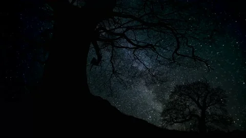 Tranquil Forest Trees Silhouette in the Landscape Stock-Footage 239723412