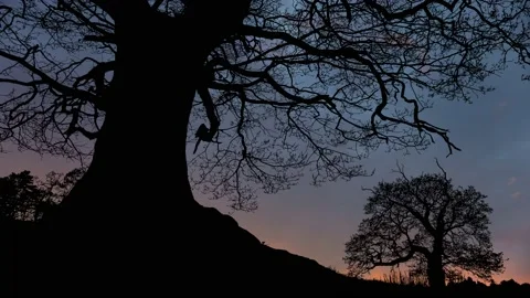 Tranquil Forest Trees Silhouette in the Landscape Stock-Footage 239870318
