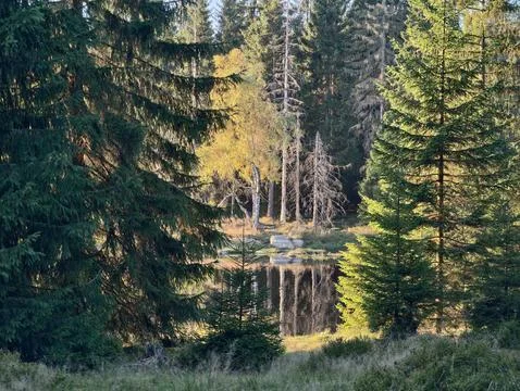 Tranquil forest view with reflections, calm woodland enclave featuring Stock Photos